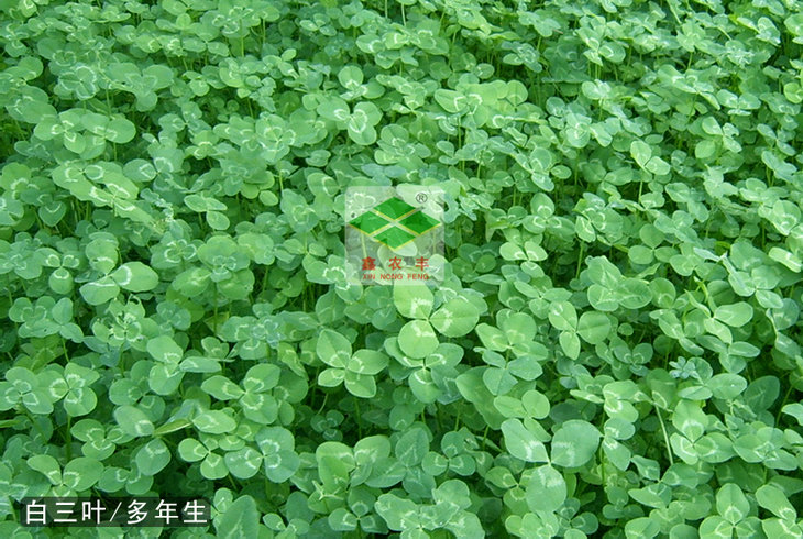 白三葉種子小葉白三葉草耐陰